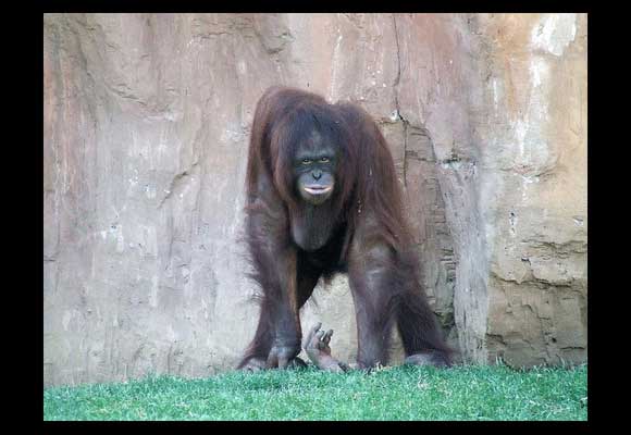 tips on how to photograph orangutan