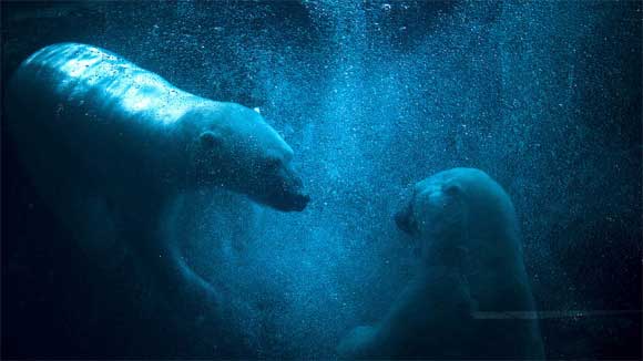 tips on how to photography polar bear