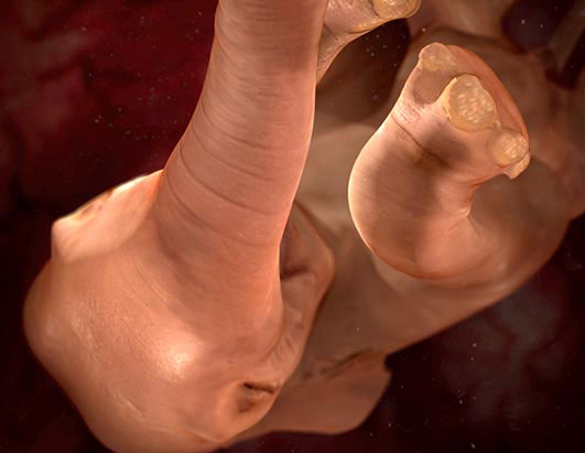 Cute Animals in the Womb Photography