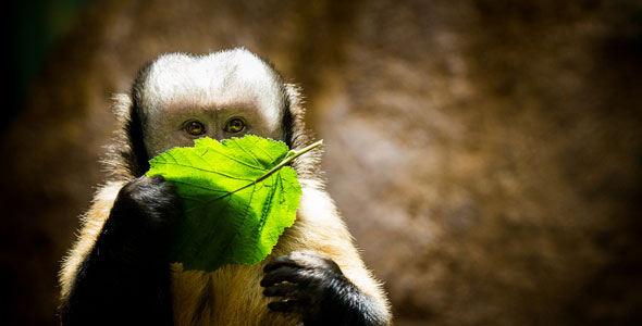 Monkey 25+ Random Popular Photography for Newbie Photographers
