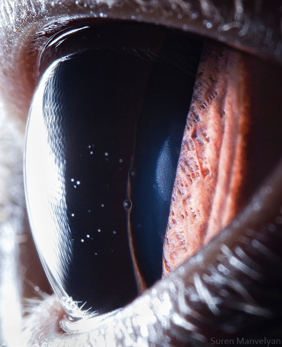 Extreme Macro Photography of Insect Eye