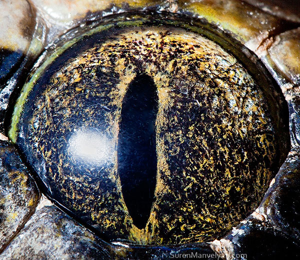 Extreme Macro Photography of Insect Eye