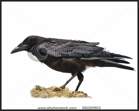 carrion crow corvus