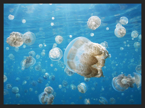 Jellyfish  Palau