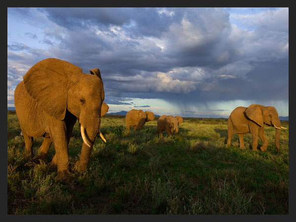 Samburu Elephants Kenya