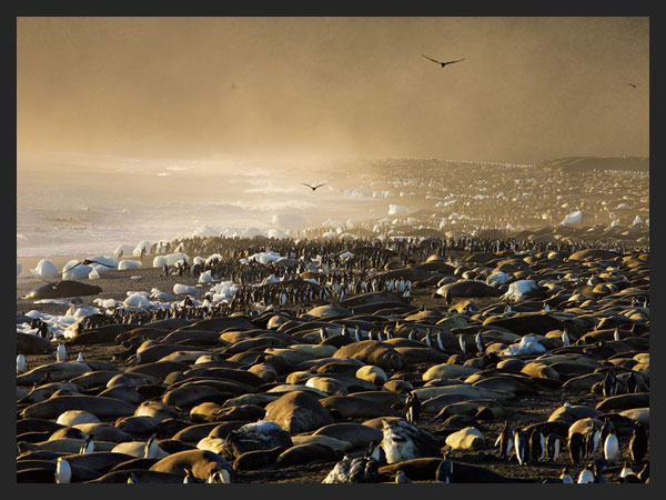 Elephant Seals and King Penguins