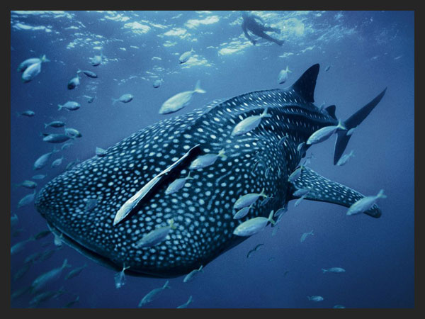 Whale Shark  Australia