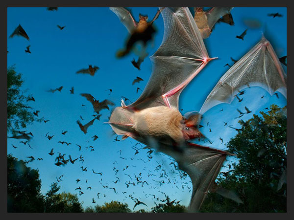 Mexican Free-Tailed Bats Texas