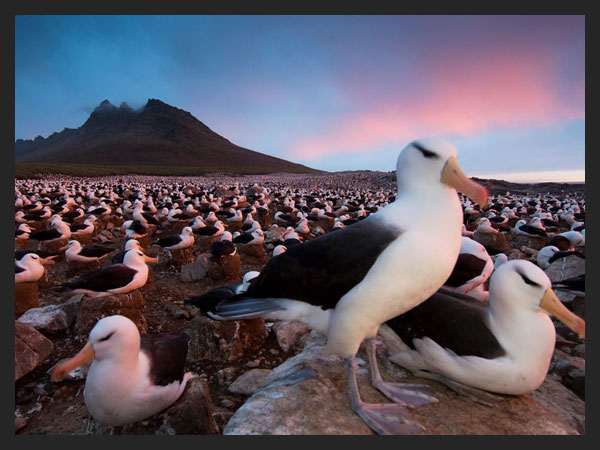 Black-Browed Albatrosses- Falkland Islands