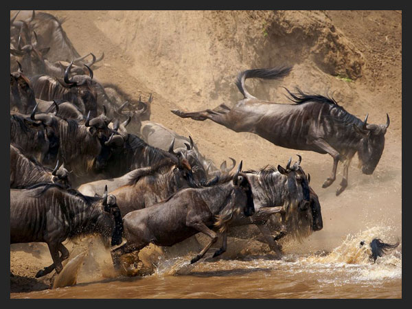 Wildebeests - Kenya