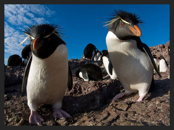 Rockhopper Penguins, Argentina