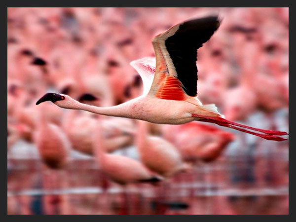 Flamingos - Kenya