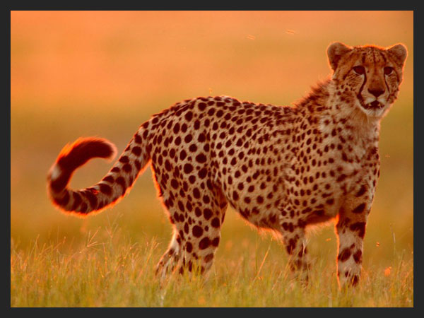 Cheetah - Botswana