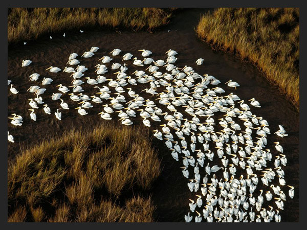 White Pelicans, Mississippi