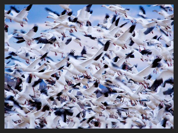 Snow Geese  New Mexico