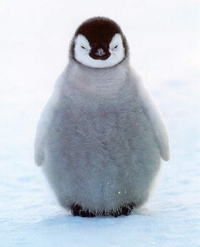 picture of the day - lovely baby penguin