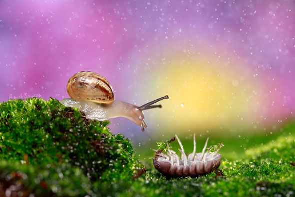 Miniature Wonderland – Creative Macro Photography Inspiration