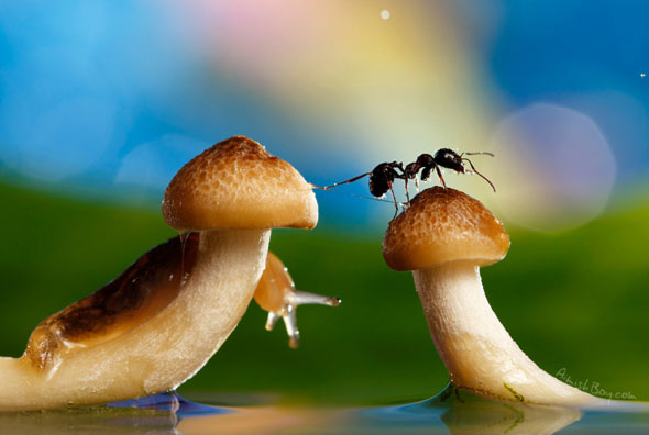 Miniature Wonderland – Creative Macro Photography Inspiration