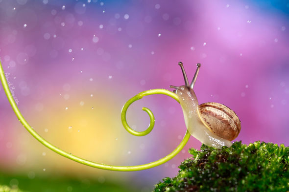 Miniature Wonderland – Creative Macro Photography Inspiration