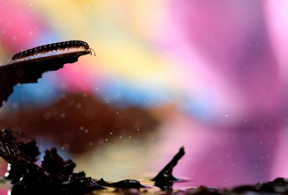 Miniature Wonderland – Creative Macro Photography Inspiration