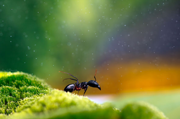 Miniature Wonderland – Creative Macro Photography Inspiration