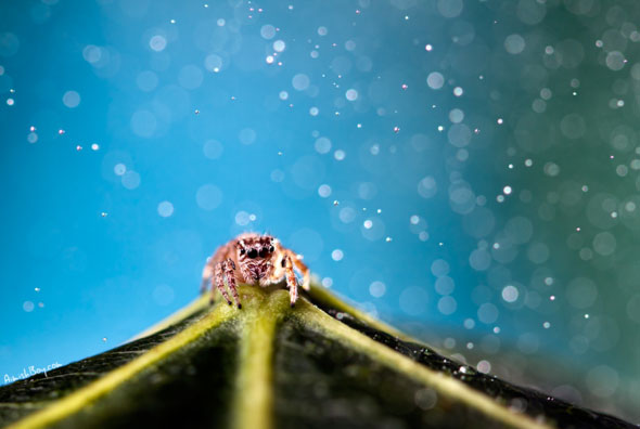 Miniature Wonderland – Creative Macro Photography Inspiration