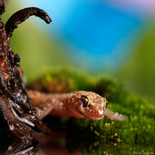 Miniature Wonderland – Creative Macro Photography Inspiration