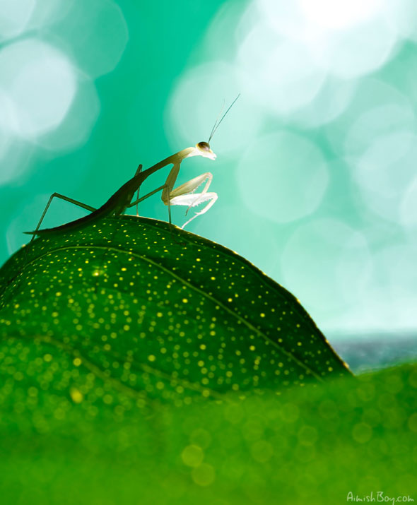 Miniature Wonderland – Creative Macro Photography Inspiration