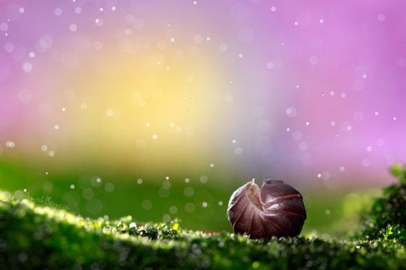 Miniature Wonderland – Creative Macro Photography Inspiration