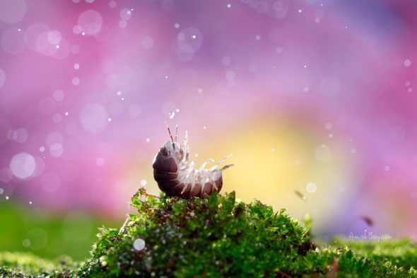 Miniature Wonderland – Creative Macro Photography Inspiration