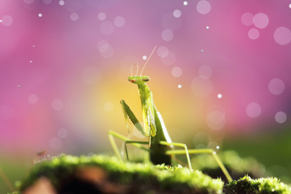 Miniature Wonderland – Creative Macro Photography Inspiration