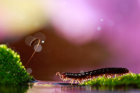 Miniature Wonderland – Creative Macro Photography Inspiration