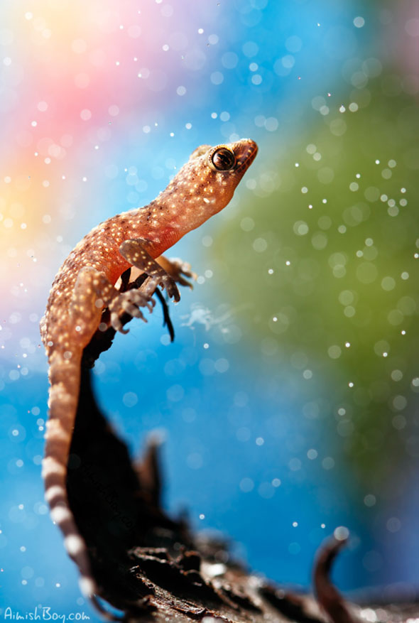 Miniature Wonderland – Creative Macro Photography Inspiration