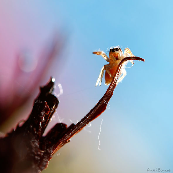 Miniature Wonderland – Creative Macro Photography Inspiration