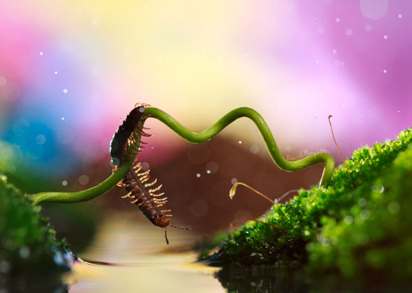 Miniature Wonderland – Creative Macro Photography Inspiration