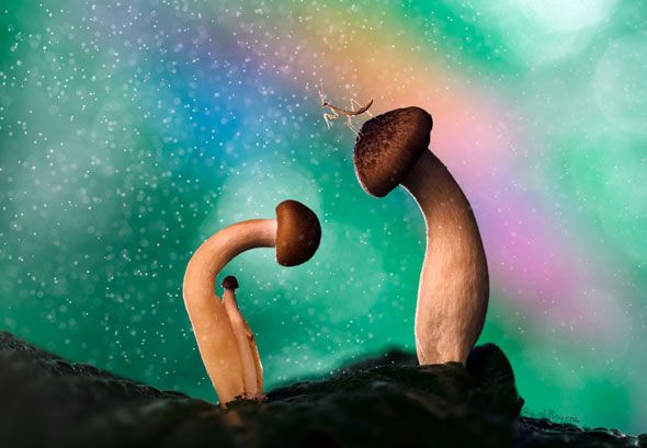 Miniature Wonderland – Creative Macro Photography Inspiration