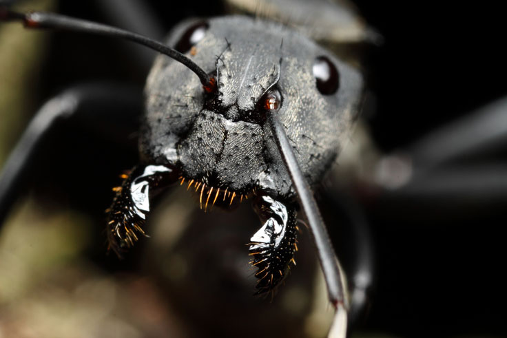 Chrysomelidae profile