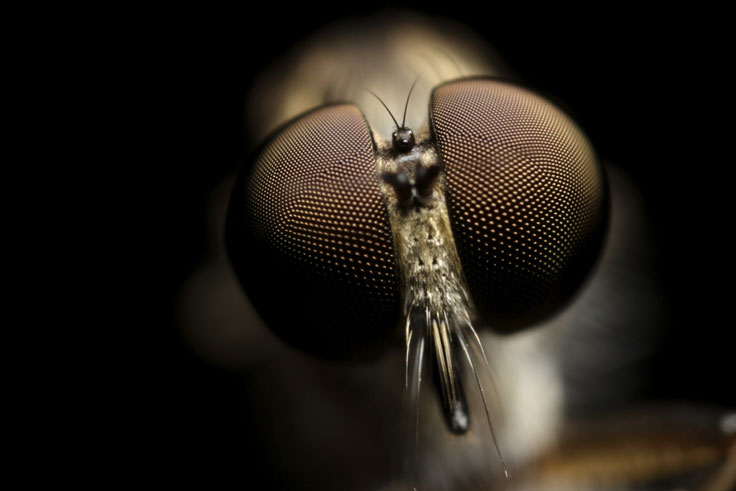 Ant nymph mutualism