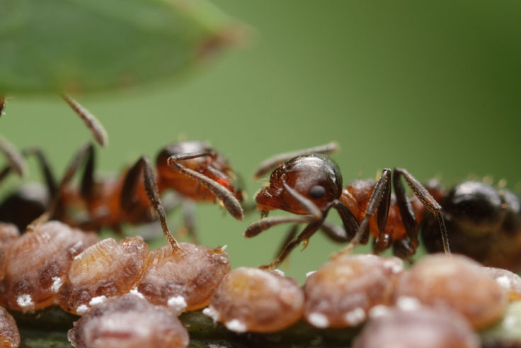 Ant mutualism IV
