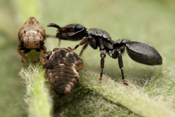 Leafcutter ants II