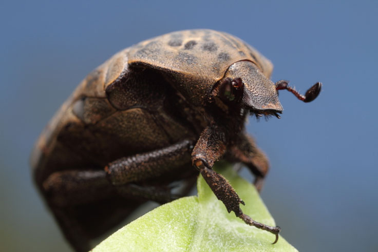 Beetle climbing leaf
