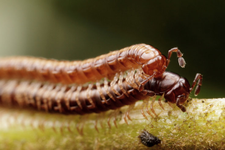 Mating centipede