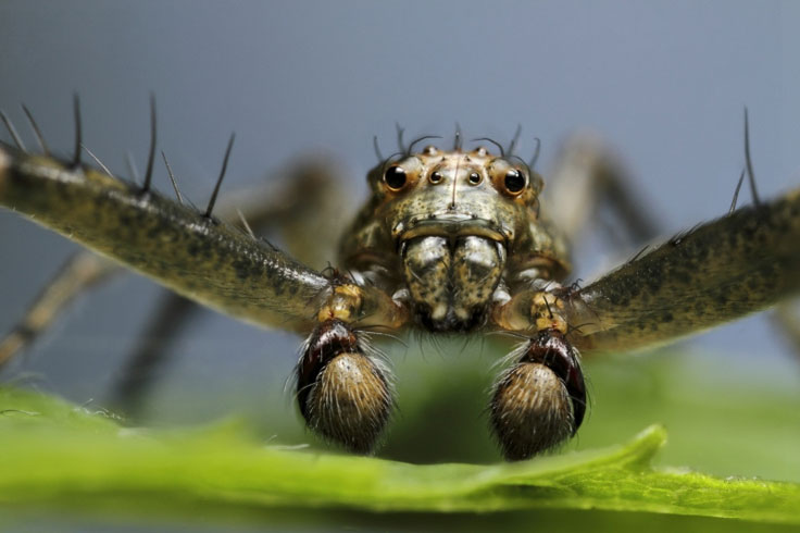 Male spider portrait