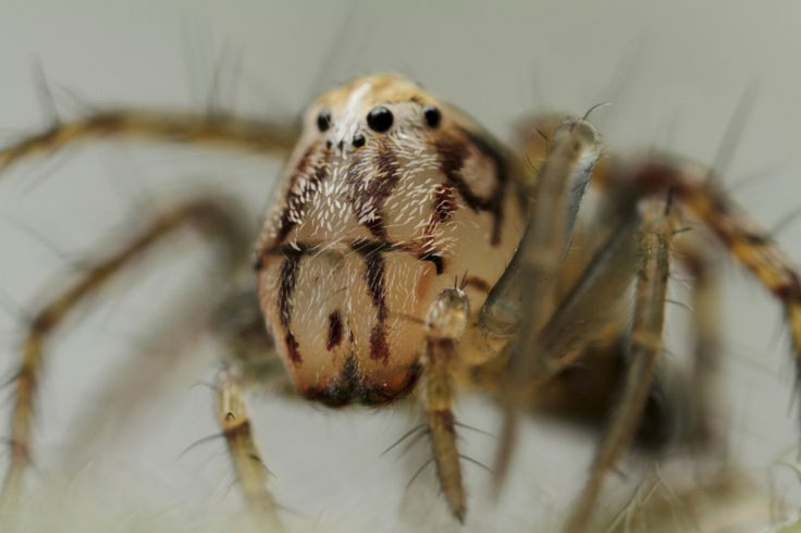 Lynx spider portrait