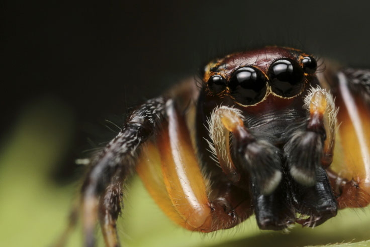 Jumper spider