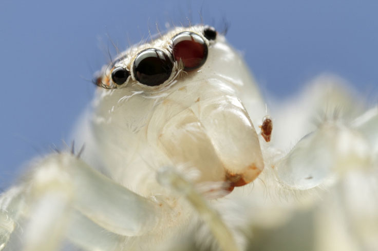 White jumper spider