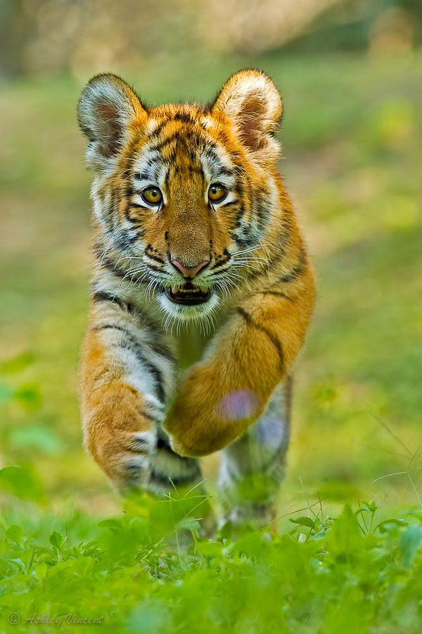 Tiger Photography - Edge of Extinction