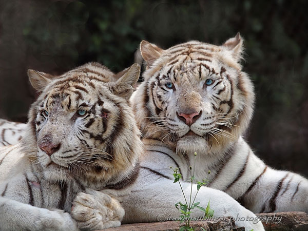 Tiger Photography - Edge of Extinction