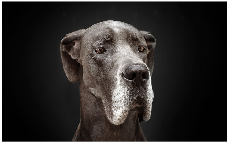 breeds of Dogs Life like Human Portraits