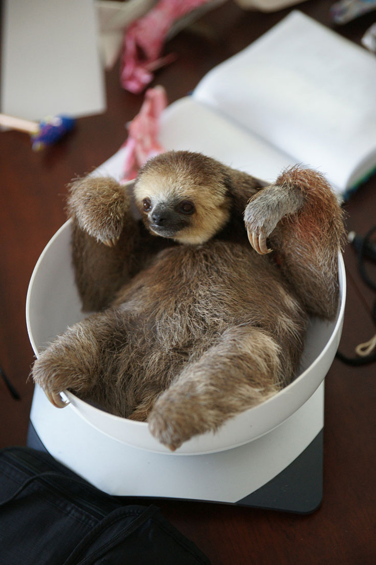 Cuteness Overload - 200 Sloth saved by Monique Pool (10)